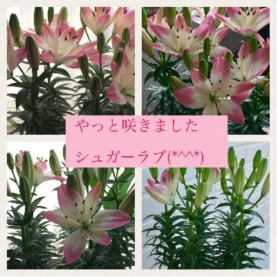 百合シュガーラブ母の日