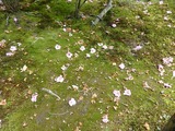 s-P1100928