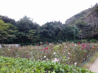 s-P1230856