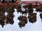 s-P1060123