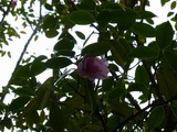 s-P1100929