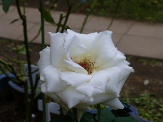 s-P1230848