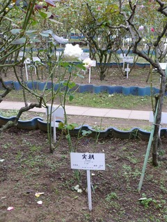 s-P1230844