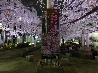 月見桜様　　　ヤマト Protected: Mt. Shiude (Shiudeyama) Sakura Season