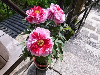 s-P1190812