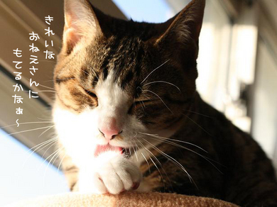 きれいなおねえさんに