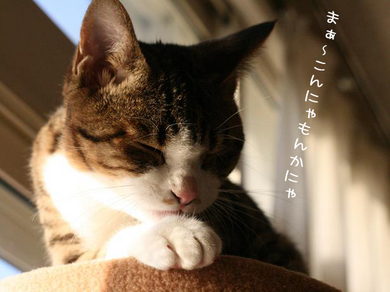 がんばるのです
