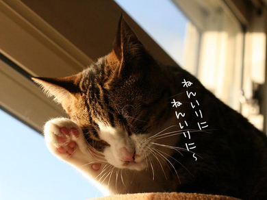 高級クラブの