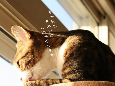 いっちょまえに