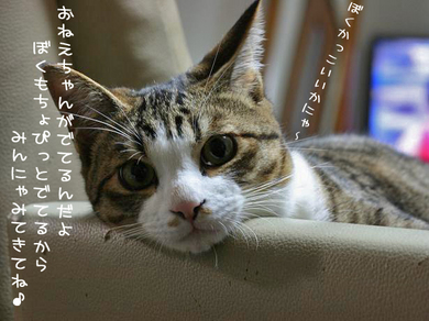 せんでんでしっ