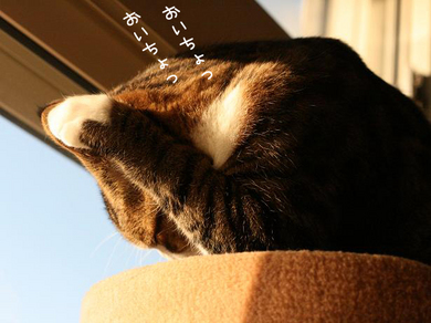 せっせと