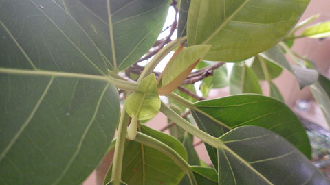 RIMG5878
