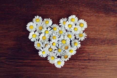 daisy-1403041_1280