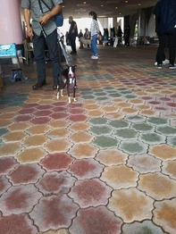 wanfes3