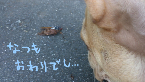BlogPaint