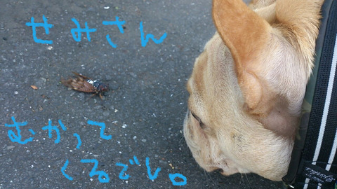 BlogPaint