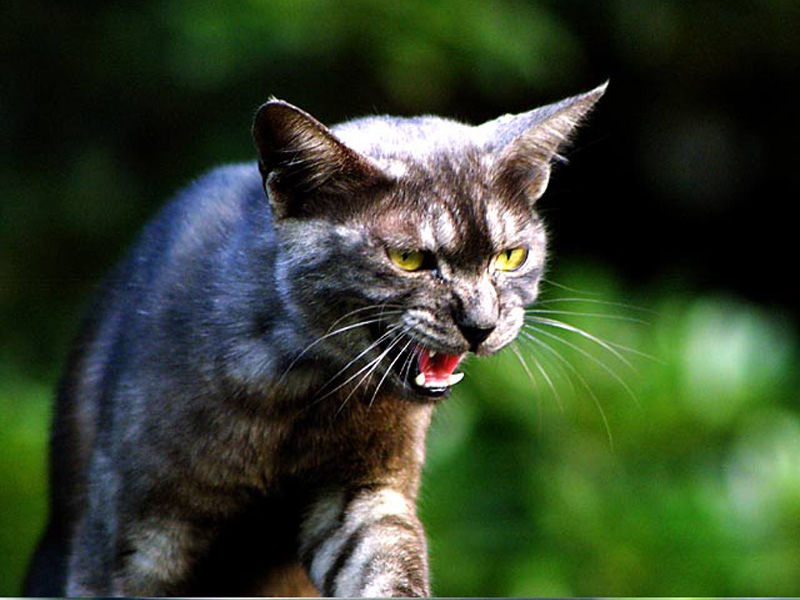 かっこいいネコ画像ください まめ速 かっこいい猫画像まとめ かっこいい 猫画像 総集編 Naver まとめ
