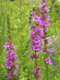 P6309205
