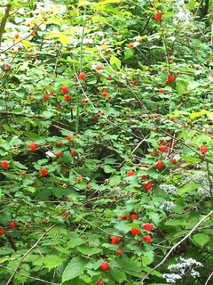P6125332