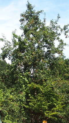 P8300012