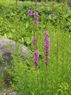 P6309204