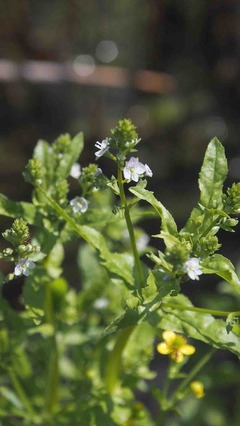 P4290028