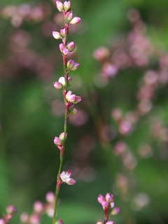 PA010029