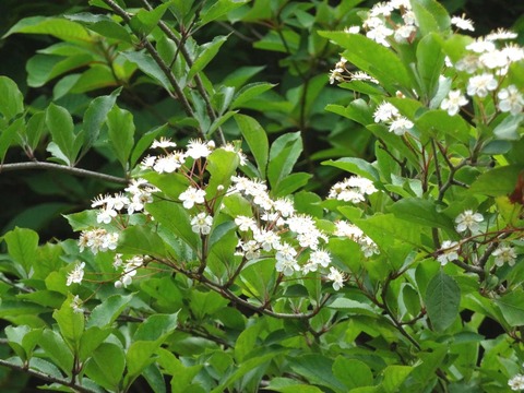 DSC03464