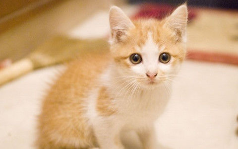 男「猫カフェがあるぞ！」女「入ろう！」猫「いらっしゃい」