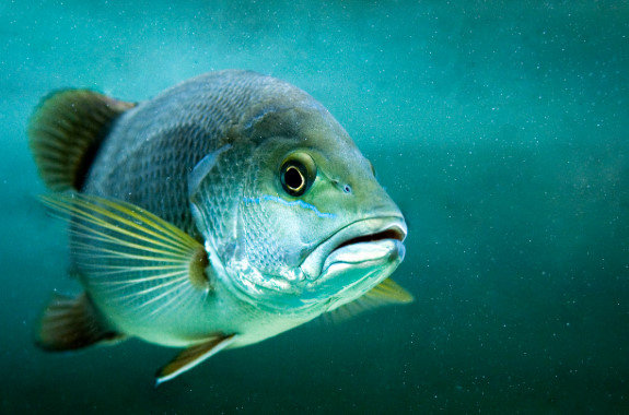未来は魚が知的生命体になるかもしれない