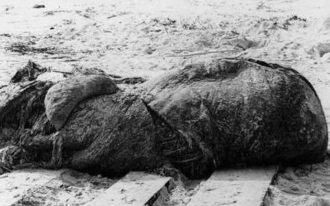 【伝説の怪物】海岸に打ち上げられた巨大な生物の謎