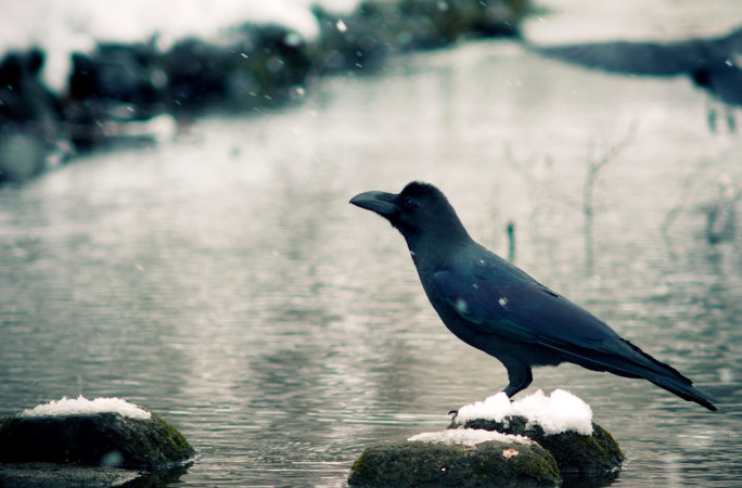 カラスの色は黒じゃなかったｗｗｗｗｗｗｗｗｗｗｗｗｗ