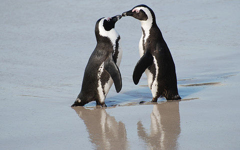 ペンギンで癒されたい人きてｗｗｗｗｗｗｗｗｗｗｗ