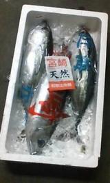 66dd2193.JPG