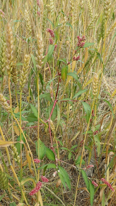 P5240150
