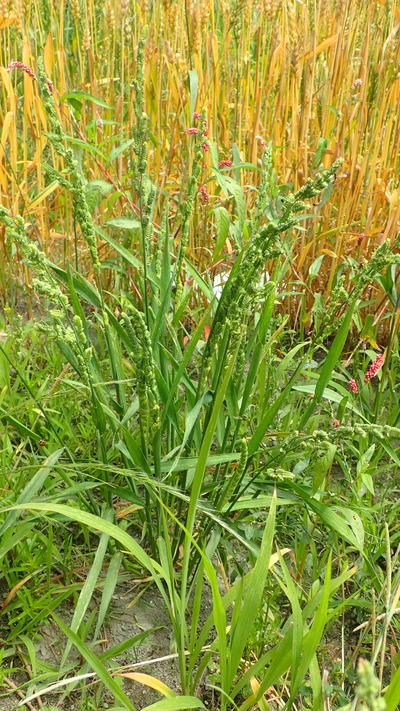 P5240170