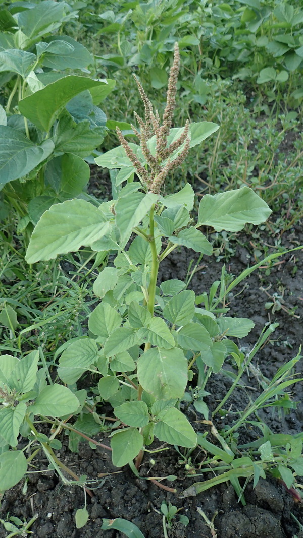 P8260011