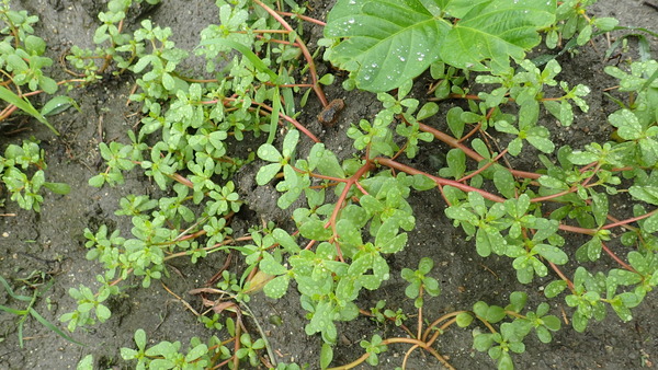 P8190030