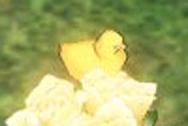 ぴよぴよ