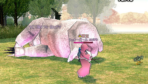白ヒグマ