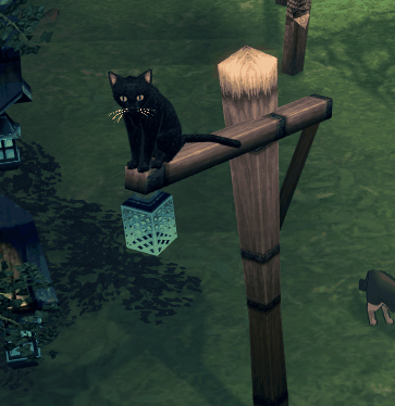 活発な黒猫