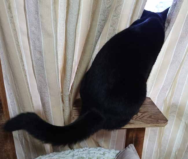 観察猫