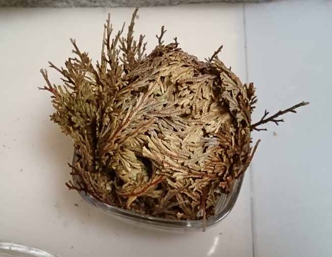 ;ふっかつ