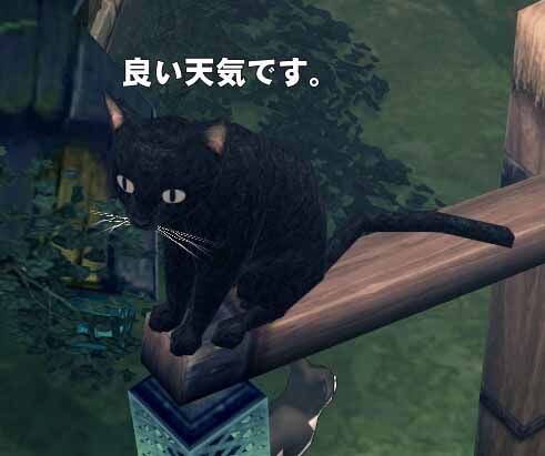 ぬこー
