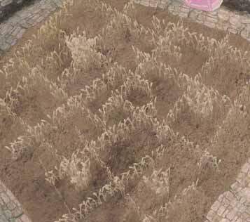 小麦の拠点