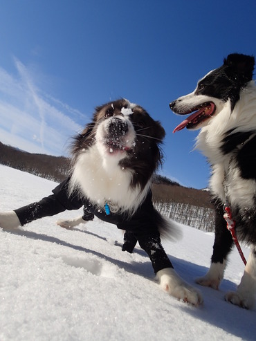 VIVA雪なのです!!!