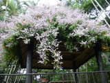 東南植物園5