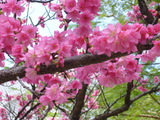 ひかん桜