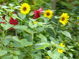 東南植物園3
