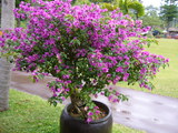 東南植物園4